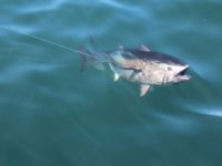 Bluefin Tuna In Water