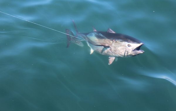 Bluefin Tuna In Water
