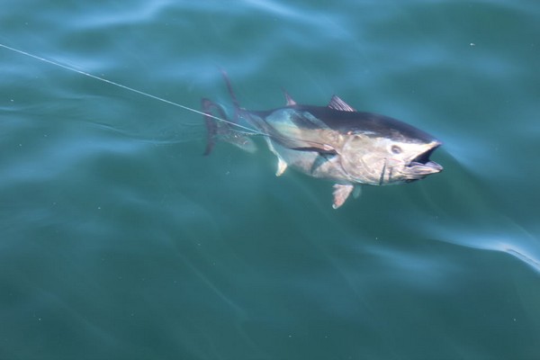 Bluefin Tuna In Water