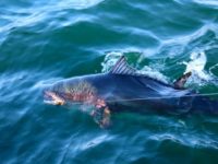 Boatside Bluefin Tuna